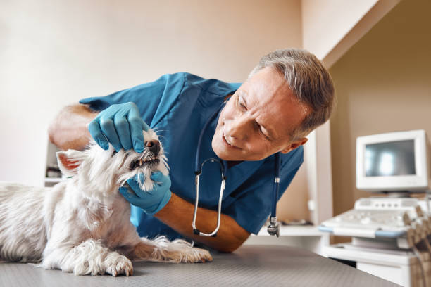 Best Root Canal Emergency Dentist  in Forest Acres, SC